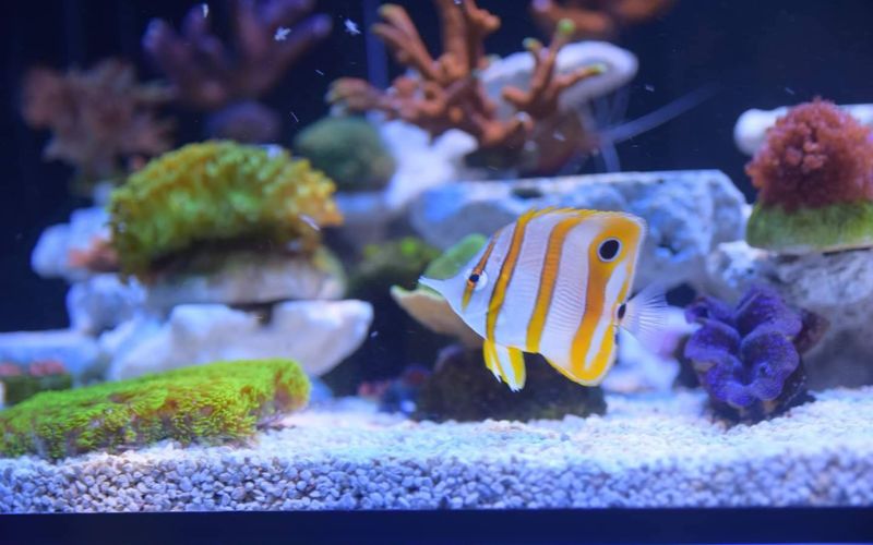 Sự khác biệt về môi trường nước