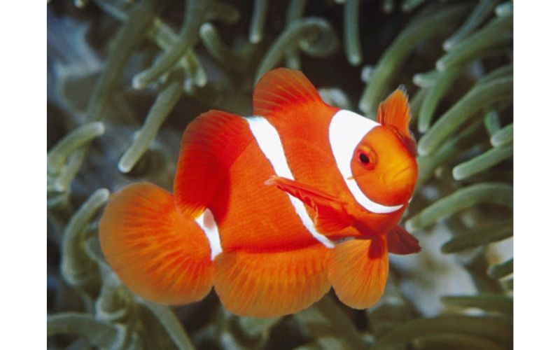 Chi phí thiết lập và duy trì