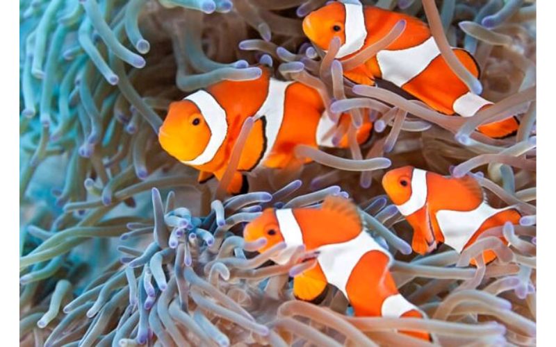 Yêu cầu chăm sóc và bảo trì