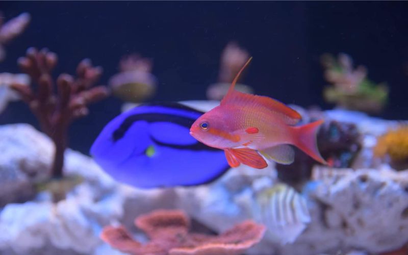 Bể cá cảnh nước mặn khác gì so với bể nước ngọt?