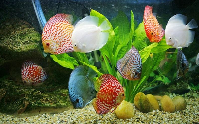 Bật mí cách chọn phụ kiện cho bể cá cảnh đẹp và hiệu quả