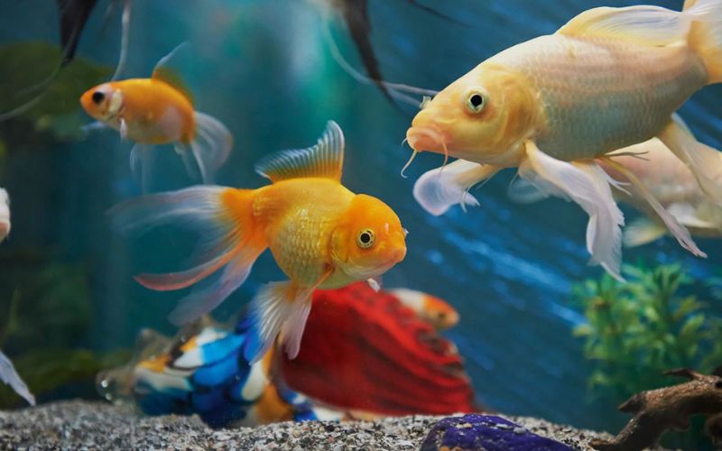 Bật mí cách chọn phụ kiện cho bể cá cảnh đẹp và hiệu quả