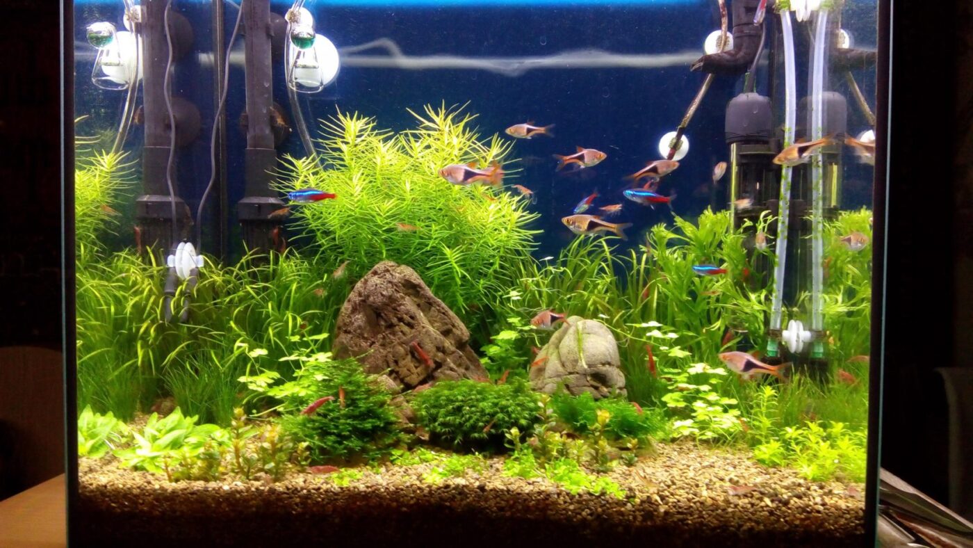 Phụ Kiện Bể Cá Cảnh