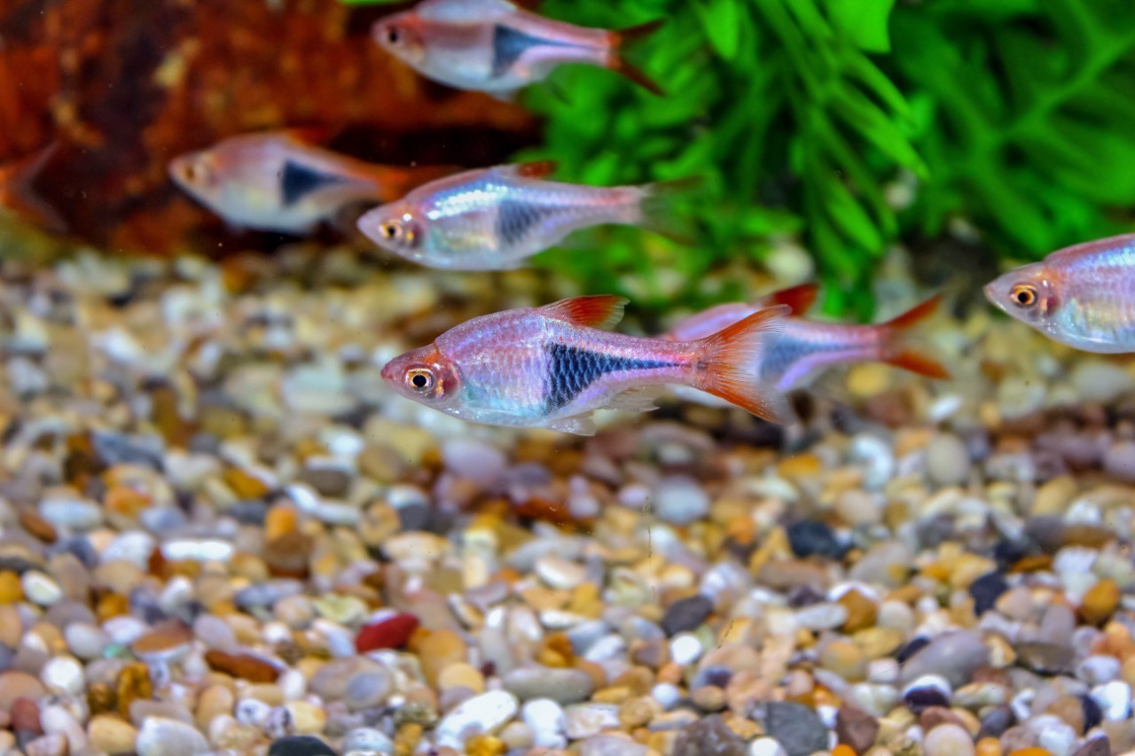 Nền bể và đá trang trí bể cá