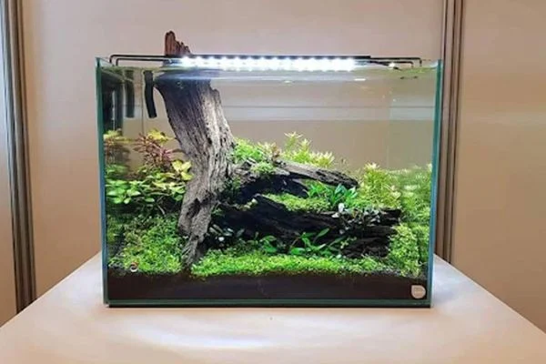 Bể Cá Nước Mặn Đẹp Là Gì?
