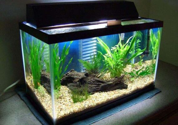 Bể Cá Nước Mặn Là Gì?