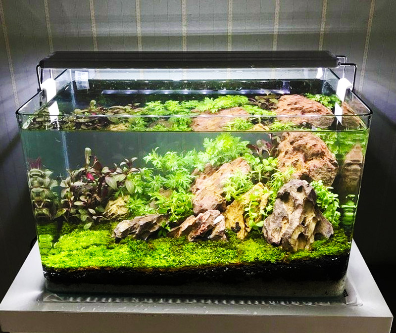 Bể cá nước mặn đẹp