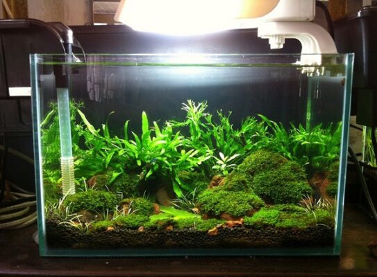 Lợi Ích Của Bể Cá Nước Mặn Đẹp