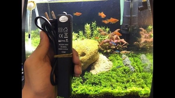 Tại Sao Cần Sử Dụng Máy Sục Khí Cho Bể Cá Nhỏ?