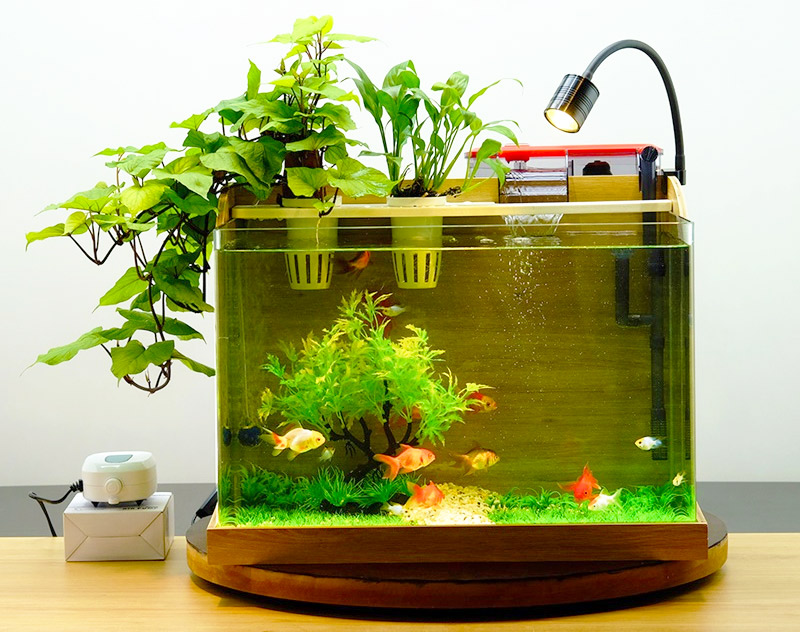 Phụ kiện bể cá mini