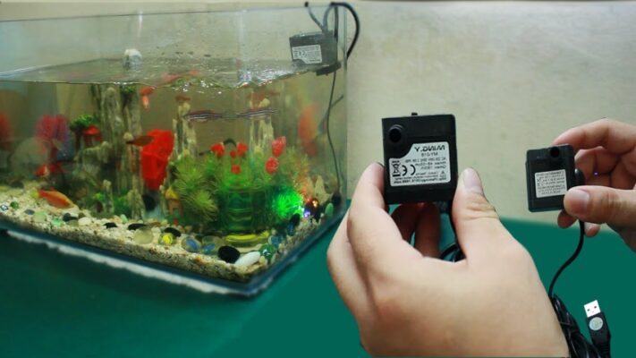 Vai trò quan trọng của máy lọc nước bể cá cảnh trong hệ sinh thái