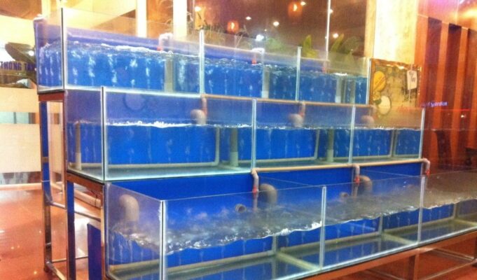 Kinh nghiệm chọn mua bể hải sản phù hợp