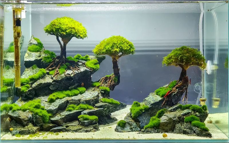 Thiết kế layout: 5 phong cách bể thủy sinh đẹp