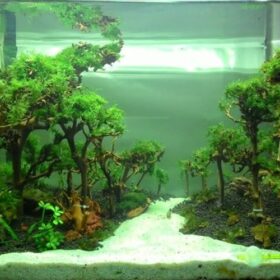 Bể cá thủy sinh đẹp — Hướng dẫn thiết kế, setup và chăm sóc