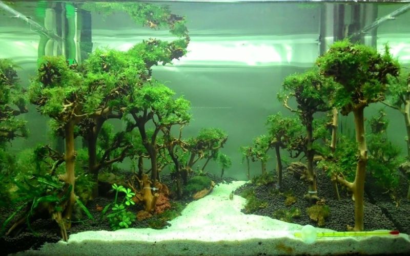 Lựa chọn cây và cá để bể luôn đẹp