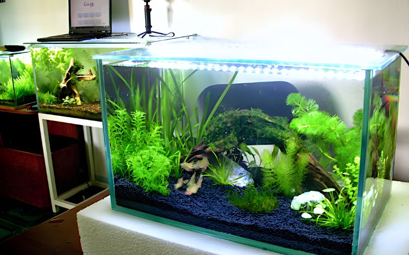 Nguyên tắc cơ bản để có một bể cá thủy sinh đẹp