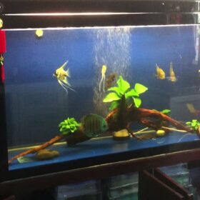 Máy bơm nước bể cá: Cách chọn loại bơm phù hợp cho từng hồ cá