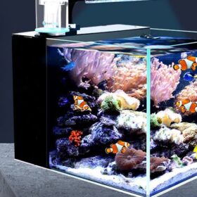 Bể cá cảnh nước mặn vs Nước ngọt: Đâu là lựa chọn xứng đáng nhất?