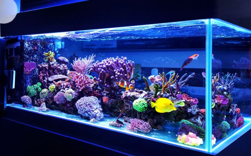 bể cá nước mặn 