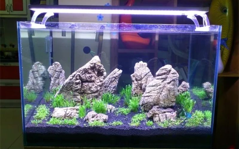 Bí mật chọn đèn để cá lên màu "rực rỡ" như ở cửa hàng