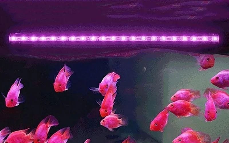 Tại sao đèn bể cá cảnh lại quan trọng đến vậy?
