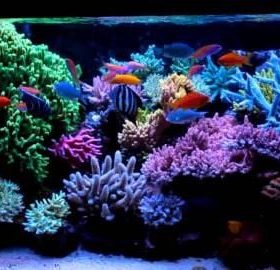 Cách thiết kế bể cá nước mặn cho người mới